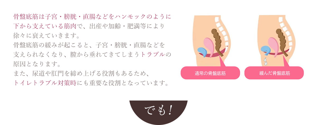 骨盤底筋は子宮・膀胱・直腸などをハンモックのように下から支えている筋肉で、出産や加齢・肥満等により徐々に衰えていきます。骨盤底筋の緩みが起こると、子宮・膀胱・直腸などを支えられなくなり、膣から垂れてきてしまう臓器脱の原因となります。また、尿道や肛門を締め上げる役割もあるため、尿漏れ対策時にも重要な役割となっています。