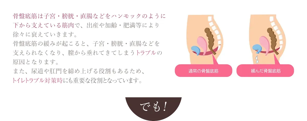 骨盤底筋は子宮・膀胱・直腸などをハンモックのように下から支えている筋肉で、出産や加齢・肥満等により徐々に衰えていきます。骨盤底筋の緩みが起こると、子宮・膀胱・直腸などを支えられなくなり、膣から垂れてきてしまう臓器脱の原因となります。また、尿道や肛門を締め上げる役割もあるため、尿漏れ対策時にも重要な役割となっています。
